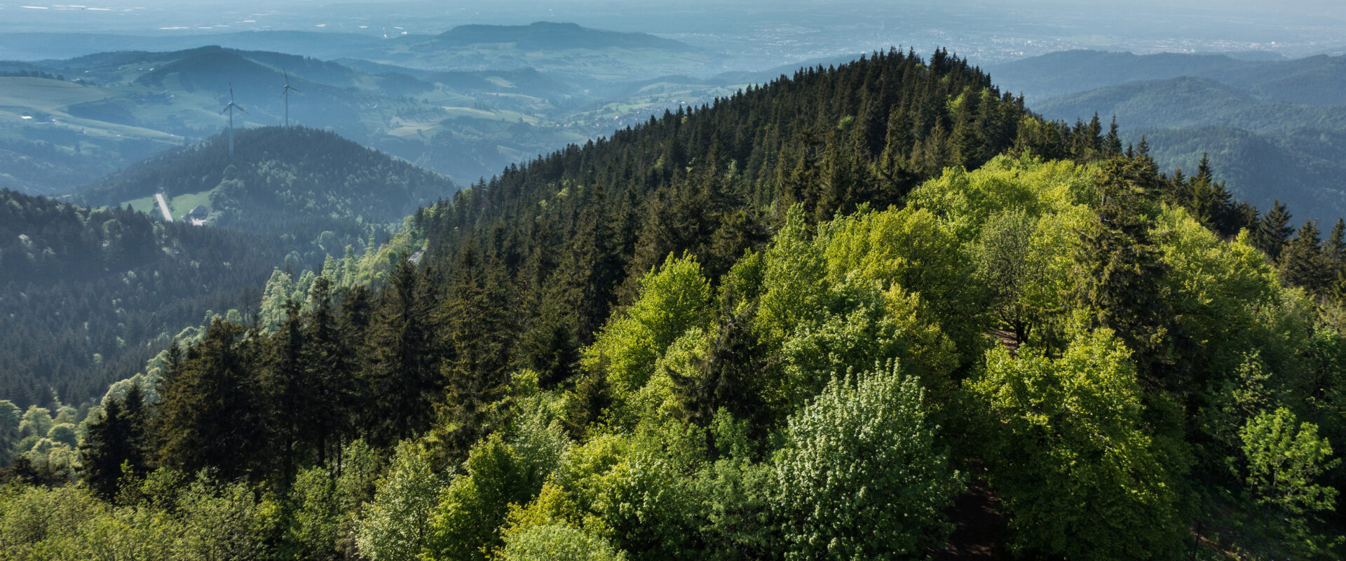 View On The Black Forest